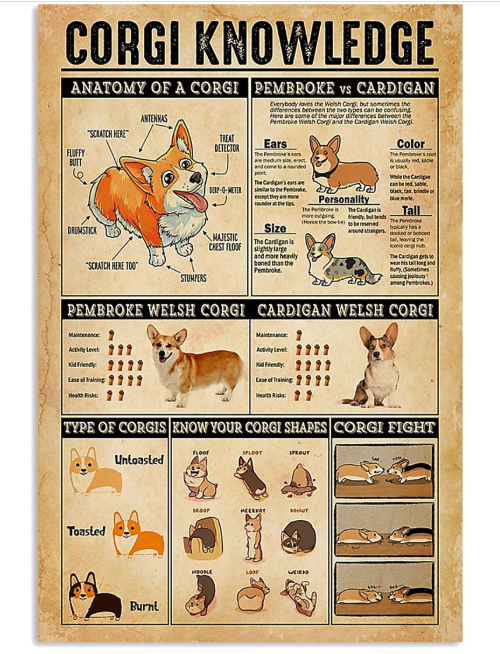 Corgi knowledge poster