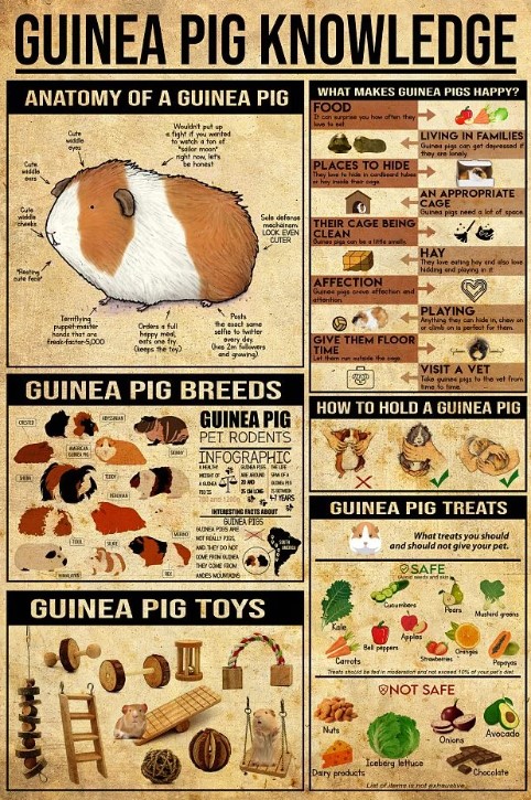Guinea pig knowledge poster