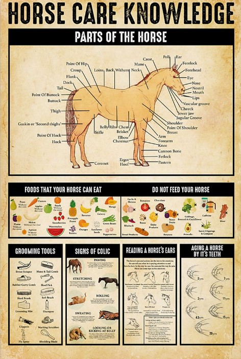 Horse care knowledge poster